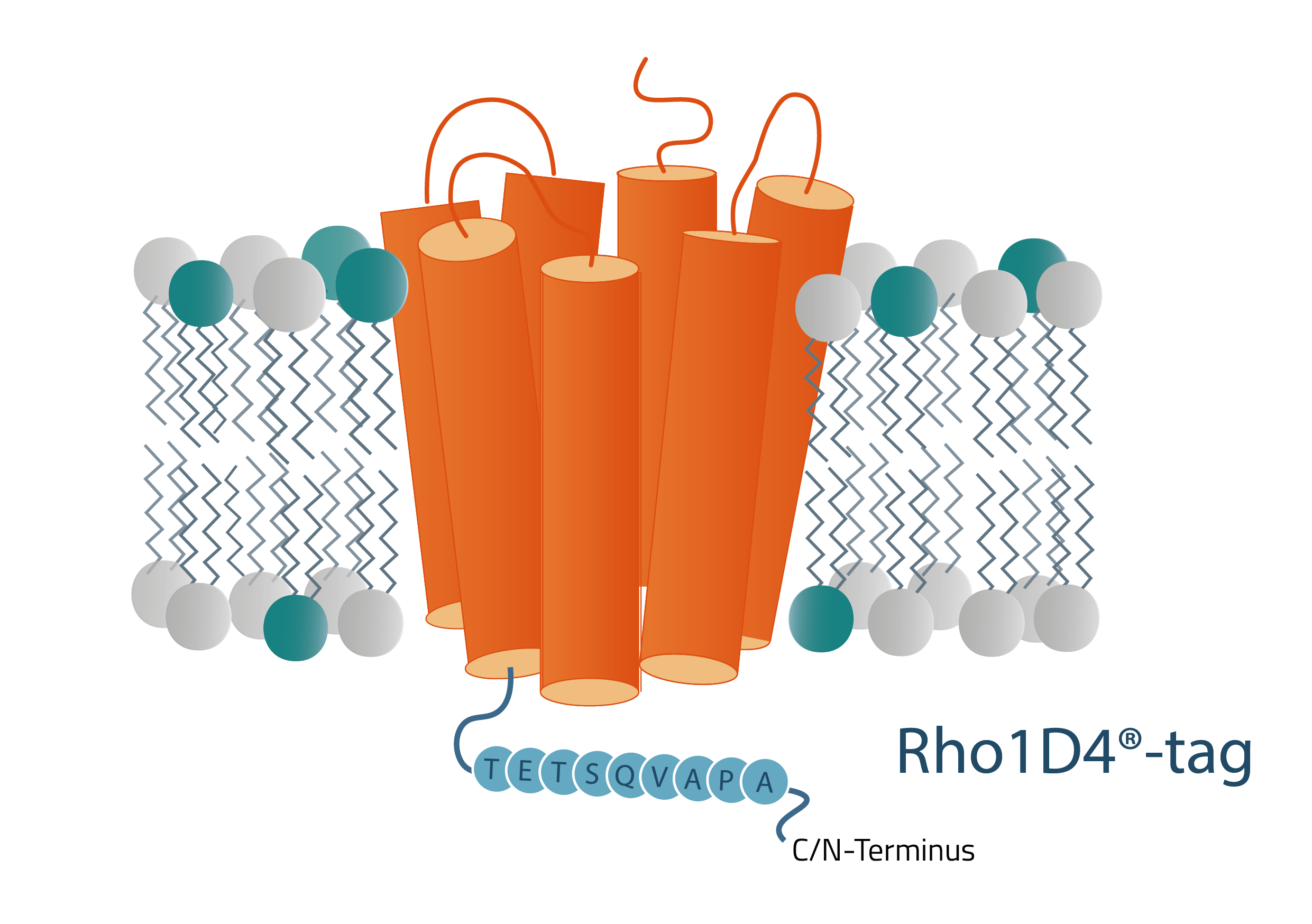 Rho1D4-tag membrane protein